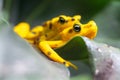 Panamanian Golden Frog