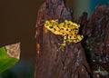 Panamanian golden frog