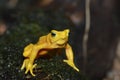 Panamanian golden frog2