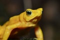 Panamanian golden frog4