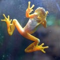Rare Tropical Panamanian Golden Frog