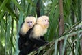Panamanian white-faced capuchin Cebus imitator, in Manuel Antonio park very tame, Costa Rica