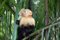 Panamanian white-faced capuchin Cebus imitator, in Manuel Antonio park very tame, Costa Rica