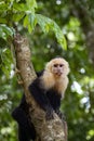 Panamanian white-faced capuchin Cebus imitator, in Manuel Antonio park very tame, Costa Rica