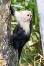 Panamanian white-faced capuchin Cebus imitator, in Manuel Antonio park very tame, Costa Rica