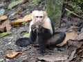 Panamanian white-faced capuchin, Cebus imitator, is a very skilled primate. Costa Rica