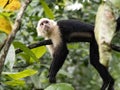 Panamanian white-faced capuchin, Cebus imitator, is a very skilled primate. Costa Rica