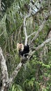 Panamanian White - Faced Capuchin Monkey Royalty Free Stock Photo