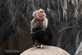 Panamanian White-faced Capuchin