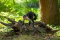 Panamanian white-faced capuchin in the park follow the vegetation