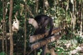 Panamanian White-faced Capuchin standing on a warning sign in park