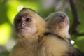 Panamanian White Headed Capuchin Monkey Manuel Antonio Costa Rica