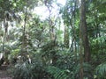 Panamian rainforest