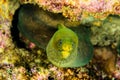 Panamic Green Moray Eel Gymnothorax castaneus