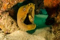 Panamic Green Moray Eel (Gymnothorax castaneus