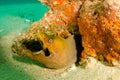 Panamic Green Moray Eel (Gymnothorax castaneus