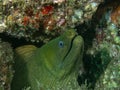 Panamic Green Moray Gymnothorax castaneus in Baja California