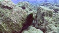 Panamic green moray Gymnothorax castaneus in El Boiler rock near Sanbenedicto island from Revillagigedo Archipelago