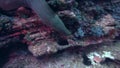 Panamic green moray Gymnothorax castaneus in El Boiler rock near Sanbenedicto island from Revillagigedo Archipelago