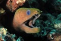 Panamic Green Moray