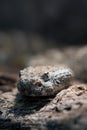 Panamint Rattlesnake Royalty Free Stock Photo