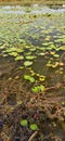Panari leaves in the pond in the village India Royalty Free Stock Photo