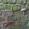 panaroma of old, mossy bricks can be used for old photo collections, wallpaper, and background.