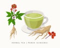 Panax herbal tea isolated on white background. Ginseng Flowering Plant vector botanical illustration.