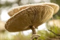 Pancake cap of huge mushrooms Royalty Free Stock Photo