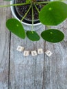 Pancake plant or pilea peperomioides with lettering cubes Royalty Free Stock Photo
