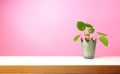 Pancake plant, Pilea peperomioides, pink background