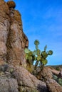 Pancake prickly pear, dollarjoint prickly pear (Opuntia chlorotica), cacti in the winter in the mountains. Arizona cacti Royalty Free Stock Photo