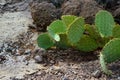 Pancake prickly pear, dollarjoint prickly pear (Opuntia chlorotica), cacti in the winter in the mountains. Arizona cacti Royalty Free Stock Photo