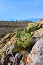 Pancake prickly pear, dollarjoint prickly pear (Opuntia chlorotica), cacti in the winter in the mountains. Arizona cacti Royalty Free Stock Photo