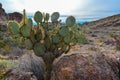 Pancake prickly pear, dollarjoint prickly pear (Opuntia chlorotica), cacti in the winter in the mountains. Arizona cacti Royalty Free Stock Photo