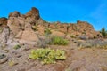 Pancake prickly pear, dollarjoint prickly pear (Opuntia chlorotica), cacti in the winter in the mountains. Arizona cacti Royalty Free Stock Photo