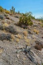 Pancake prickly pear, dollarjoint prickly pear (Opuntia chlorotica), cacti in the winter in the mountains. Arizona cacti Royalty Free Stock Photo