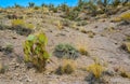 Pancake prickly pear, dollarjoint prickly pear (Opuntia chlorotica), cacti in the winter in the mountains. Arizona cacti Royalty Free Stock Photo