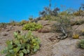 Pancake prickly pear, dollarjoint prickly pear (Opuntia chlorotica), cacti in the winter in the mountains. Arizona cacti Royalty Free Stock Photo