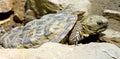 Pancake tortoise 1 Royalty Free Stock Photo