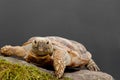 Pancake Tortoise Royalty Free Stock Photo