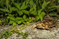 Pancake Tortoise Royalty Free Stock Photo