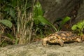 Pancake Tortoise Royalty Free Stock Photo