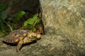 Pancake Tortoise Royalty Free Stock Photo