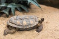 Pancake tortoise on ground