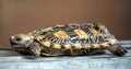 Pancake tortoise Royalty Free Stock Photo