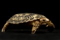 Pancake tortoise Malacochersus tornieri Royalty Free Stock Photo