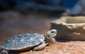 Pancake tortoise, Malacochersus tornieri Royalty Free Stock Photo