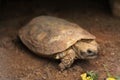 Pancake tortoise (Malacochersus tornieri). Royalty Free Stock Photo