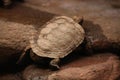 Pancake tortoise (Malacochersus tornieri). Royalty Free Stock Photo